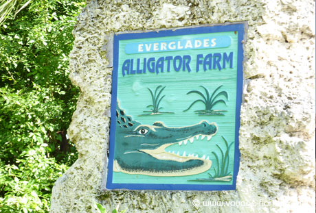 alligator-farm