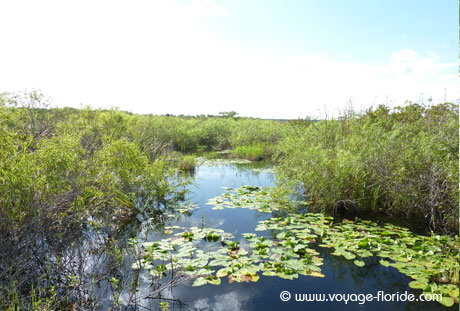 everglades